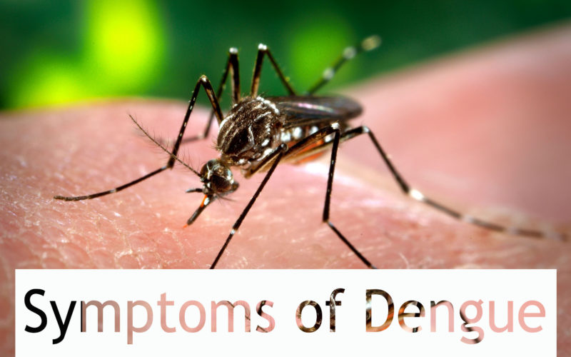 Symptoms of Dengue